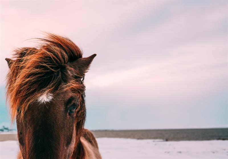 Icelandic Horse in Winter