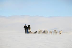 Dog Sledding Tour in South Iceland