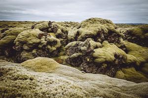 Lava Fields covered with Moss