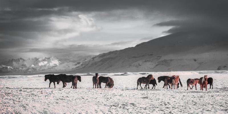 Icelandic Horses