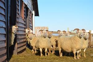 Sheep gang