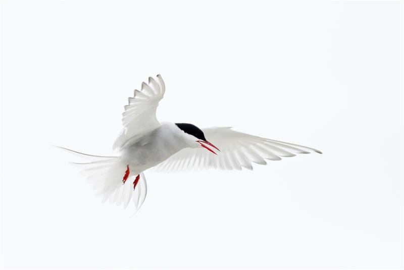 Arctic Tern