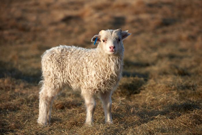 Lambing Season is in Full Swing in Iceland 