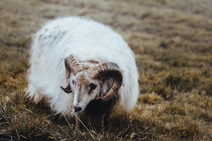 Lambing Season is in Full Swing in Iceland 