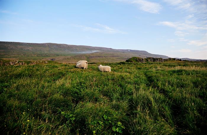 Lambing Season is in Full Swing in Iceland 