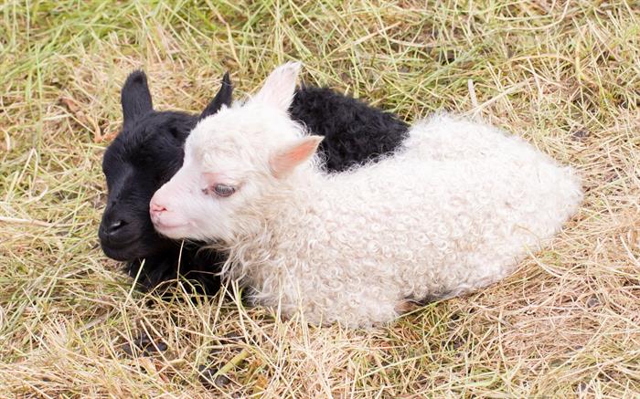 Lambing Season is in Full Swing in Iceland 