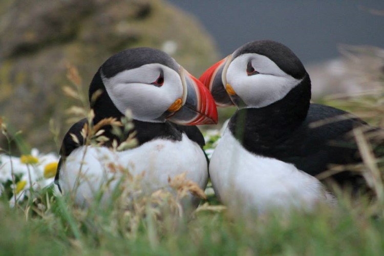 Best places to see puffins in Iceland