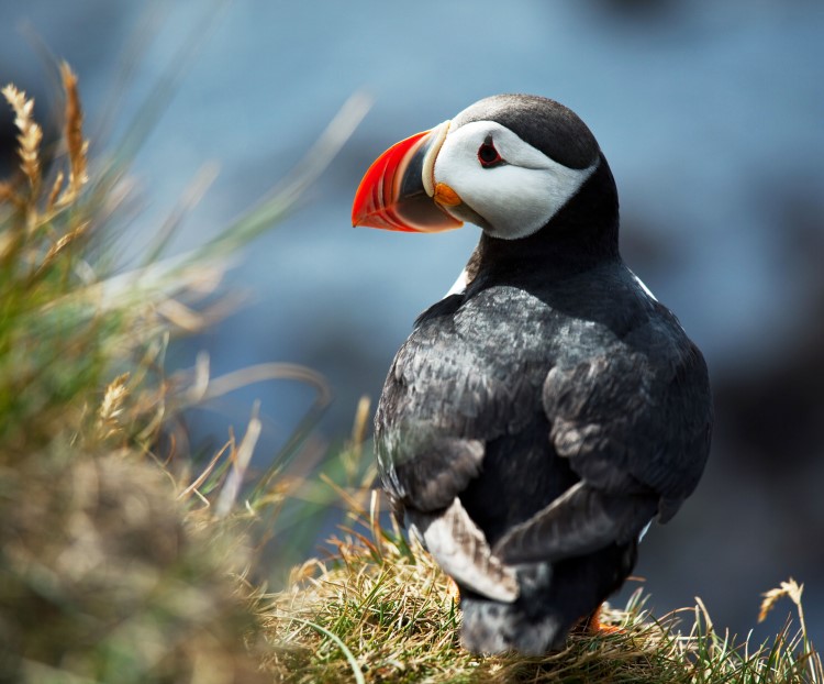 Photographing Atlantic Puffins in Iceland