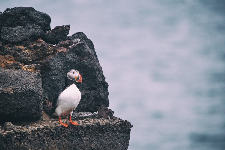 You can go observe the endearing Atlantic puffin, but time may be