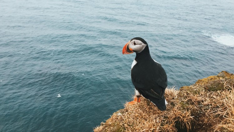 Best places to see puffins in Iceland