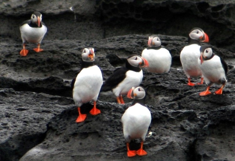 You can go observe the endearing Atlantic puffin, but time may be