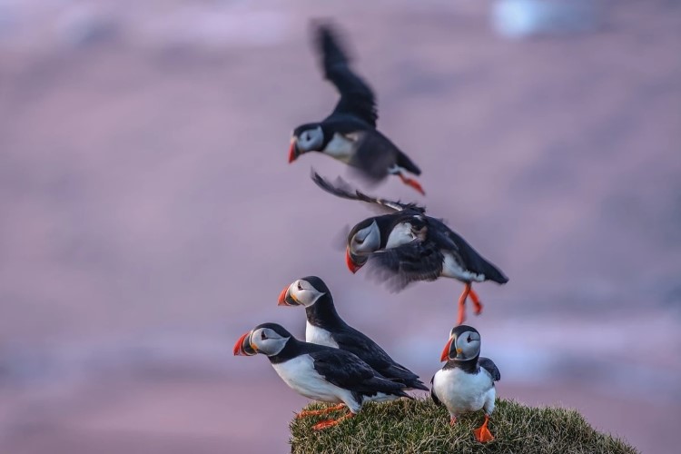 Best places to see puffins in Iceland