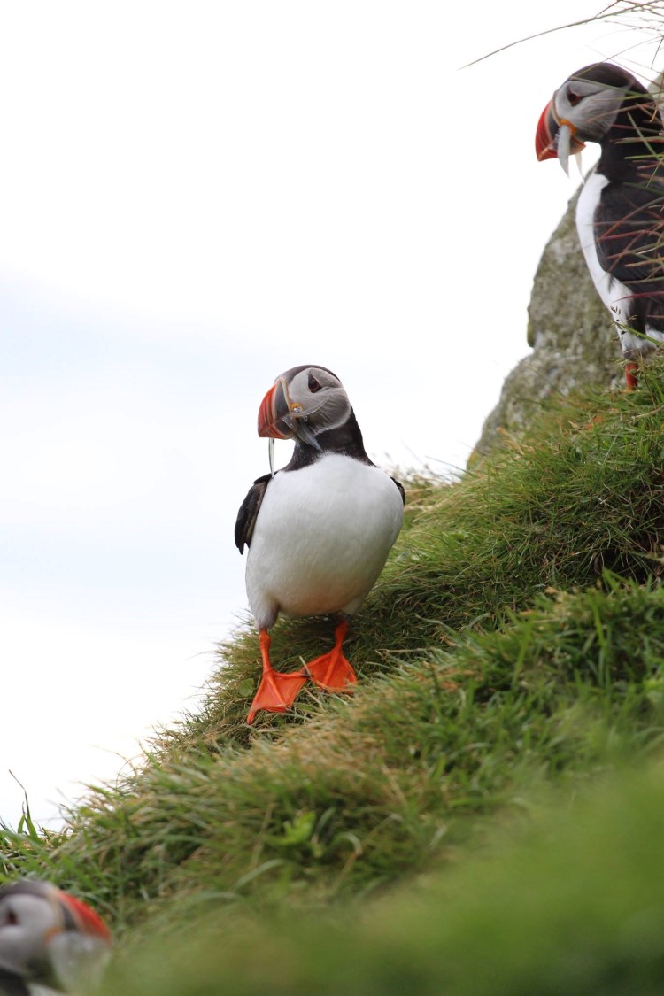 Puffins the best places to see them in iceland hey iceland blog