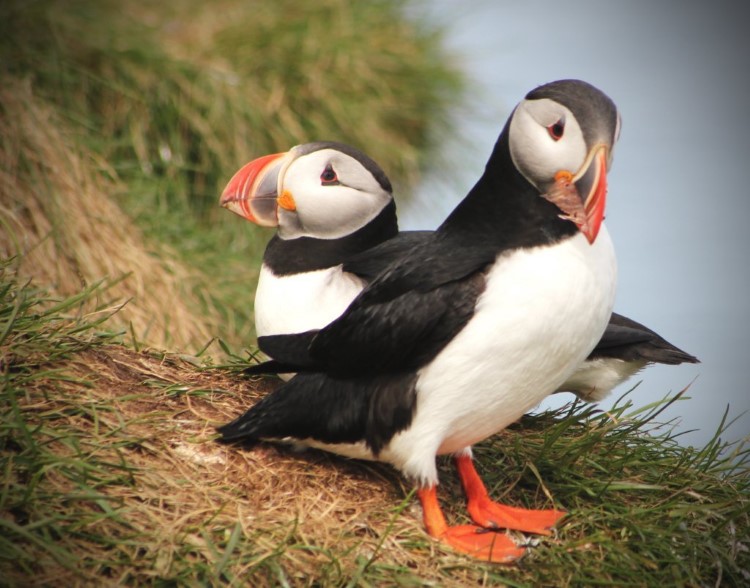 Best places to see puffins in Iceland Best places to see puffins in Iceland