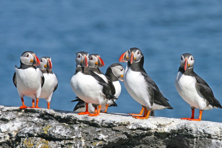 Best places to see puffins in Iceland