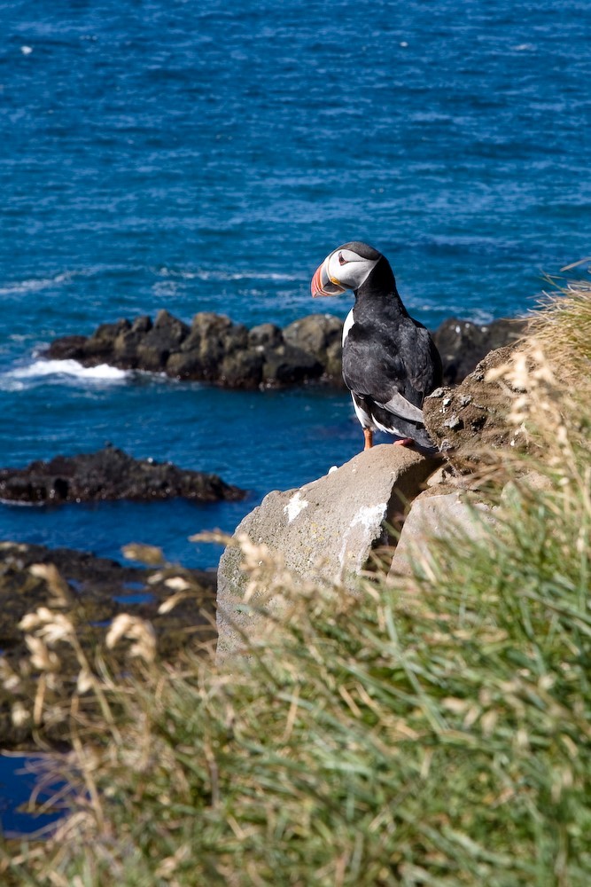 Best places to see puffins in Iceland