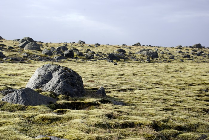 Don’t damage the Icelandic moss
