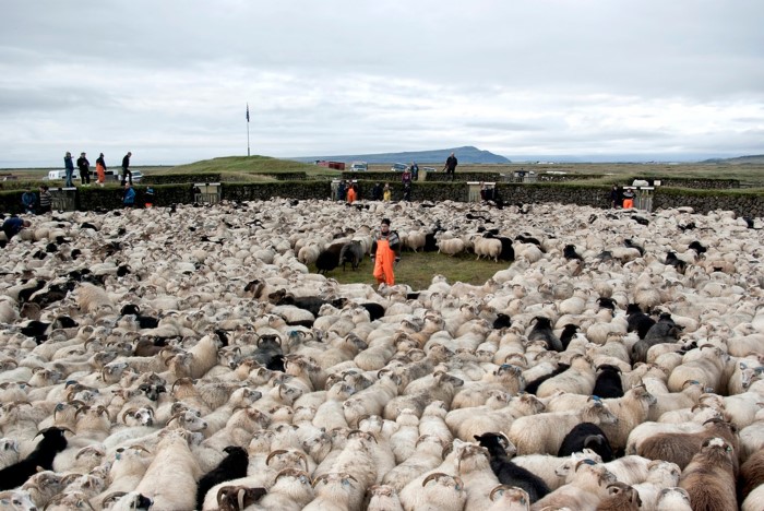 Sheep round-up in Iceland Sheep round-up in Iceland