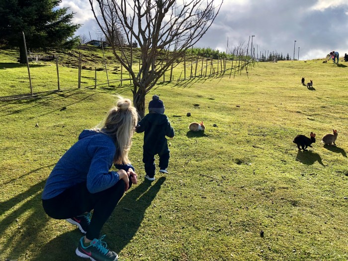 Visiting rabbits in Reykjavík