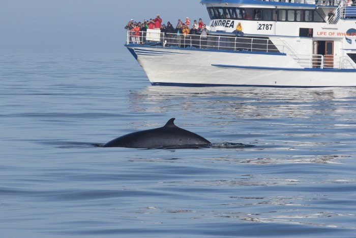 Whale watching from Reykjavík