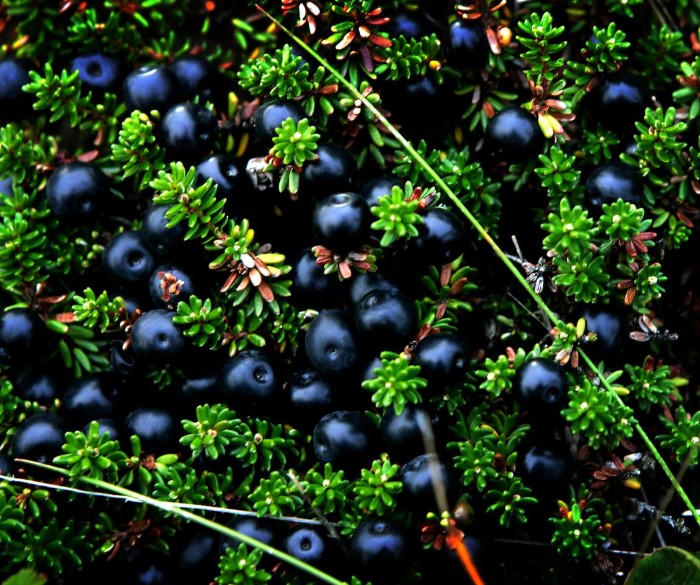 Crowberries Crowberries