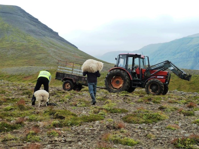Icelandic farmers working Icelandic farmers working