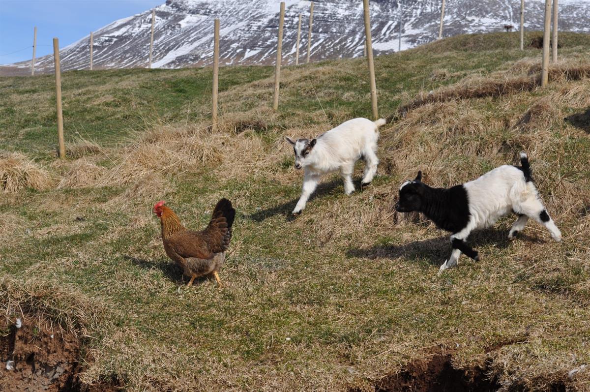 Icelandic farm animals playing