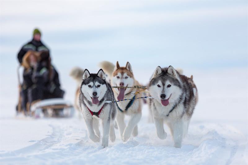 Dog Sledding in Iceland Dog Sledding in Iceland