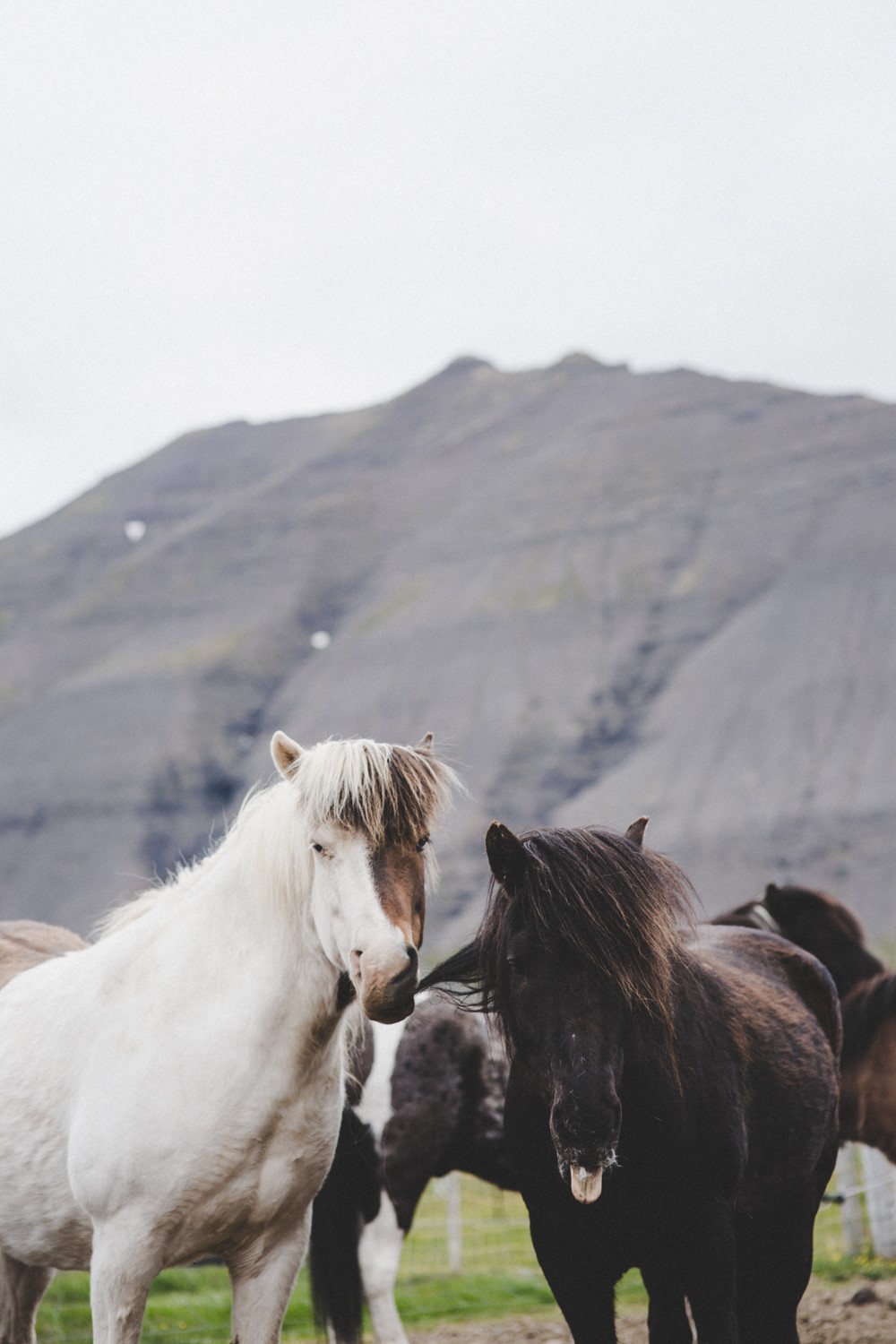 Horses playing