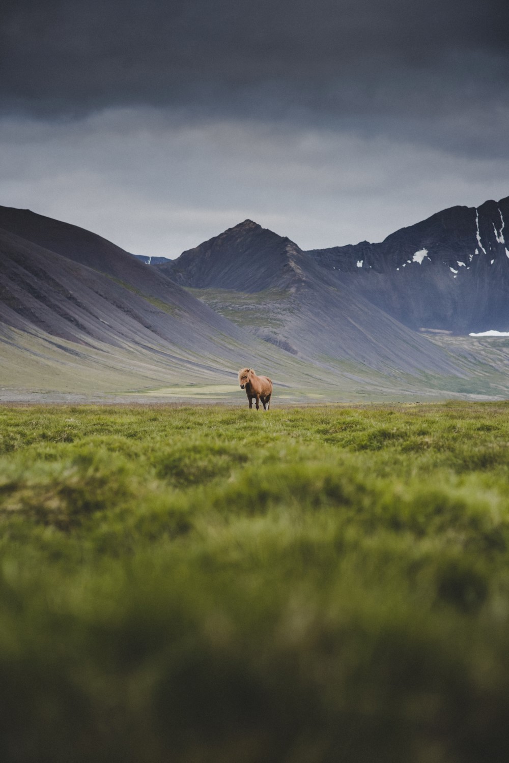 Icelandic horses: Everything you need know about breed