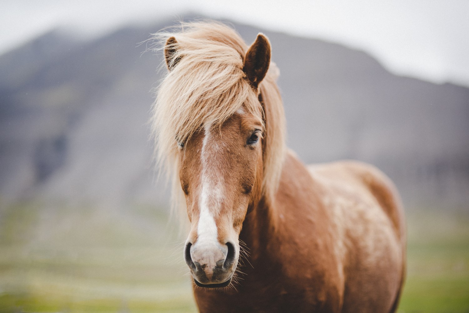 Beautiful brown Icelandic horse