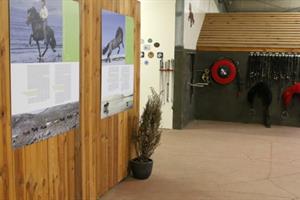 The focus is on the Icelandic horse
