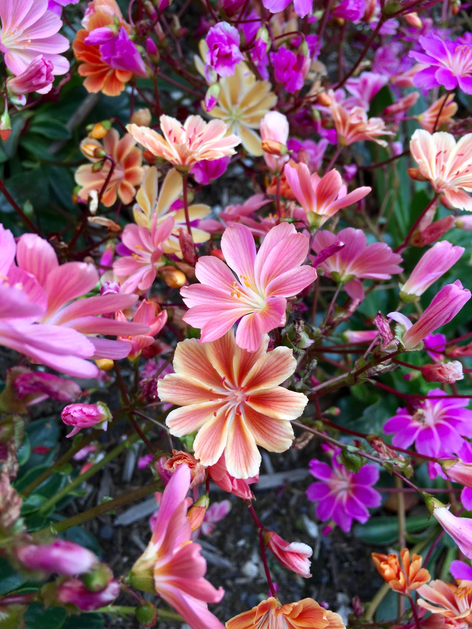 Akureyri Botanical Gardens .jpg