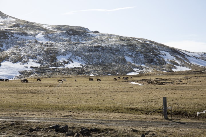 Icelandic horses