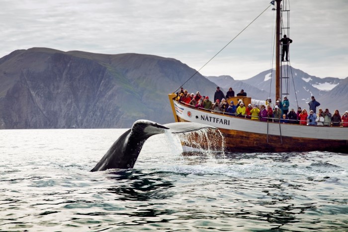 Whale watching in North Iceland