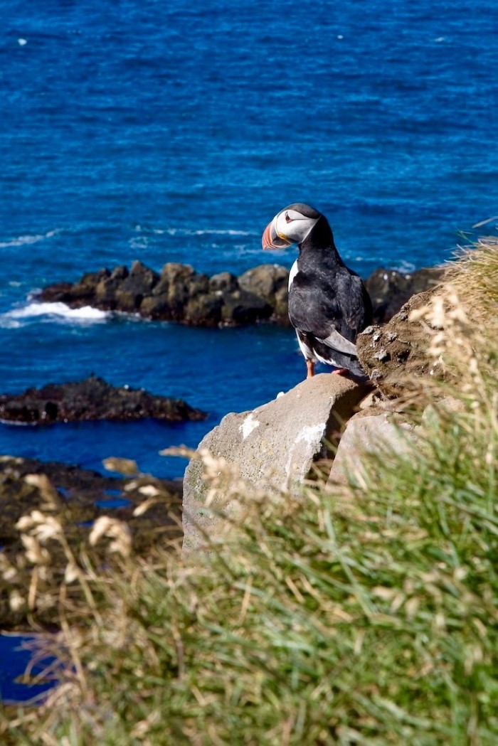 Puffin in East Iceland