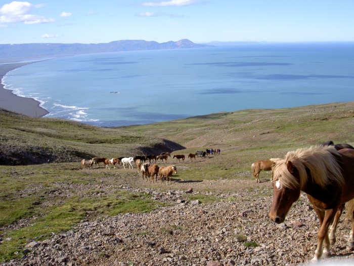 Icelandic horses in East Iceland