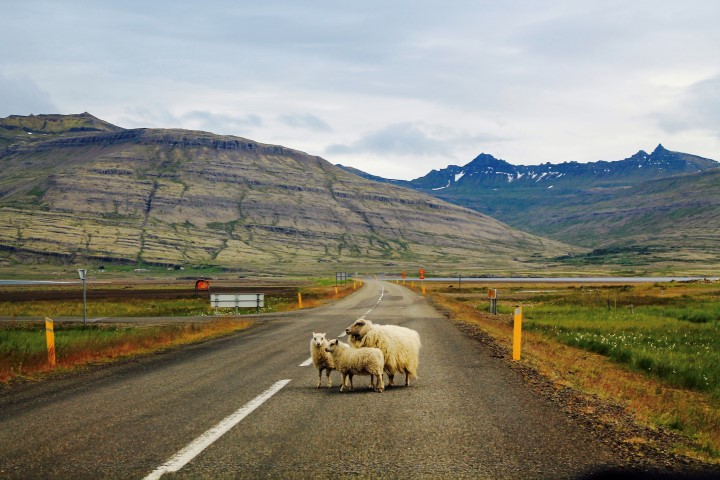 Sheep passing the road