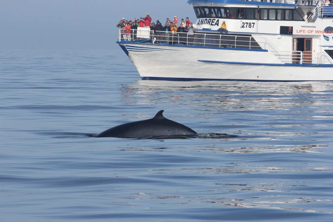 Whale watching from Reykjavik