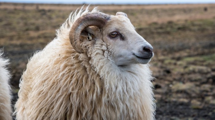 Icelandic sheep portrait