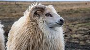 Everything You Need To Know About The Icelandic Sheep Hey Iceland 