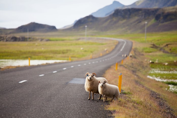 Icelandic sheep road