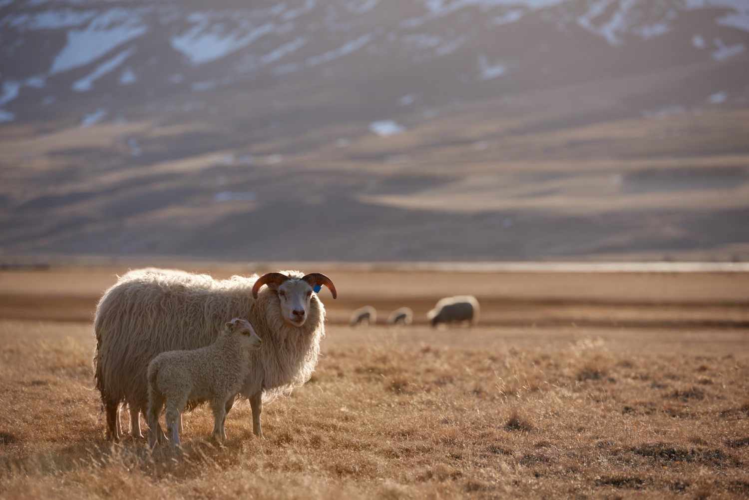 everything-you-need-to-know-about-the-icelandic-sheep-hey-iceland