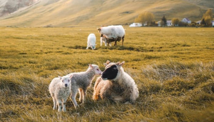 lambs with their mother outside the farm lambs with their mother outside the farm