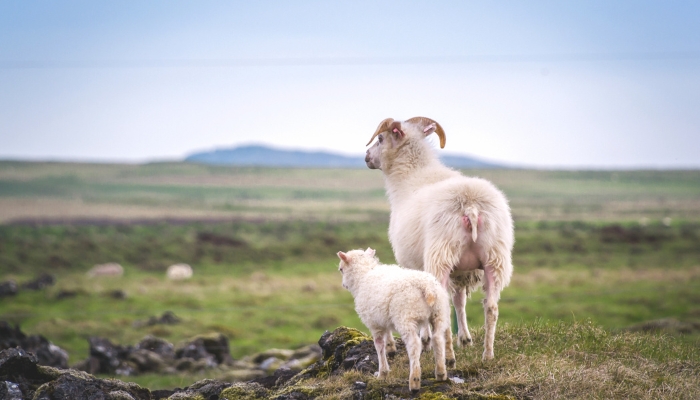 Lamb and mother roaming free Lamb and mother roaming free