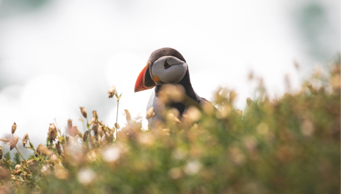 Puffin in Iceland Puffin in Iceland