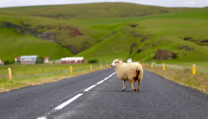 Sheep Crossing The Road