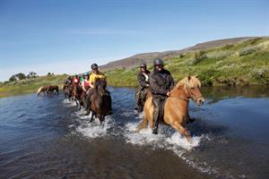Icelandic horses in Iceland Eldhestar Horse-Riding.jpg