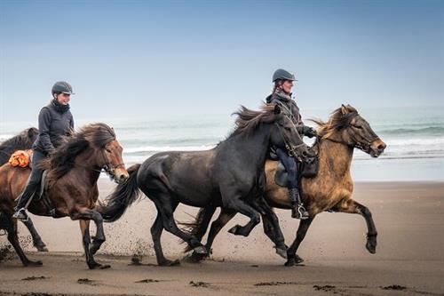Icelandic horses running beach.jpg Icelandic horses running beach.jpg