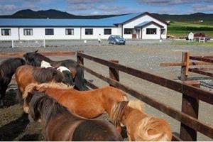 Icelandic horses at Hótel Fljótshlíð